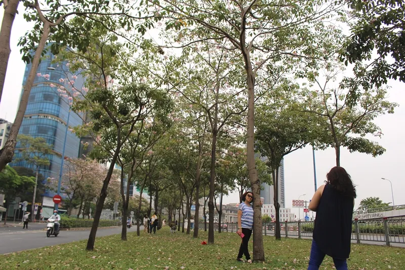 Hoa kèn hồng khoe sắc trên đại lộ ảnh 15