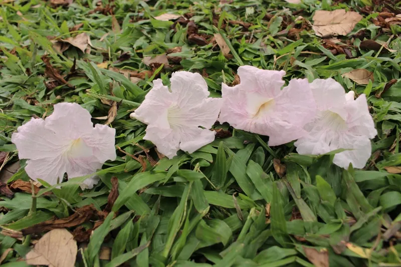 Hoa kèn hồng khoe sắc trên đại lộ ảnh 11