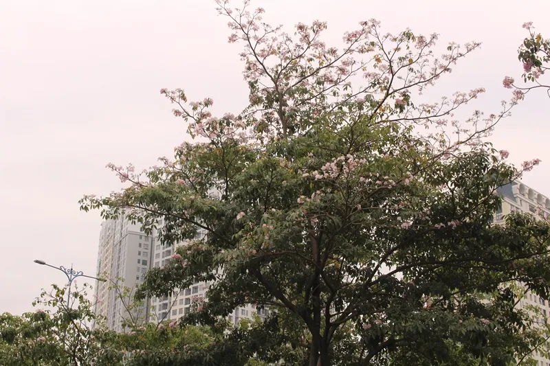 Hoa kèn hồng khoe sắc trên đại lộ ảnh 4