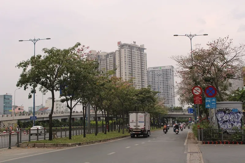 Hoa kèn hồng khoe sắc trên đại lộ ảnh 2