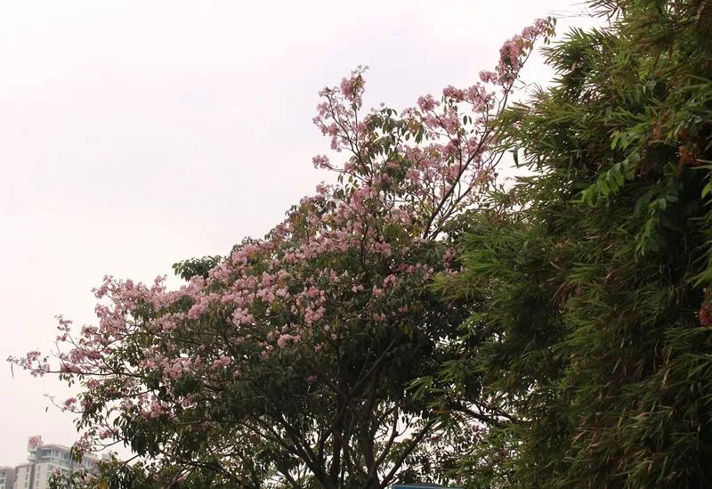 Hoa kèn hồng khoe sắc trên đại lộ ảnh 5