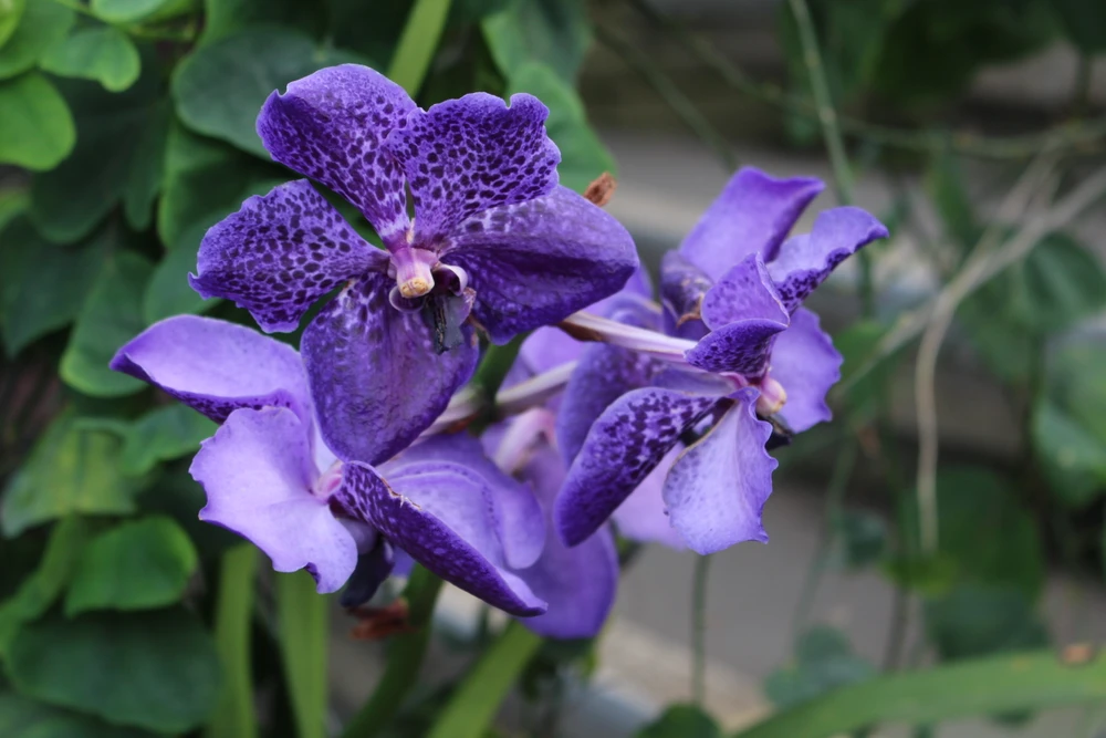 vanda.jpg
