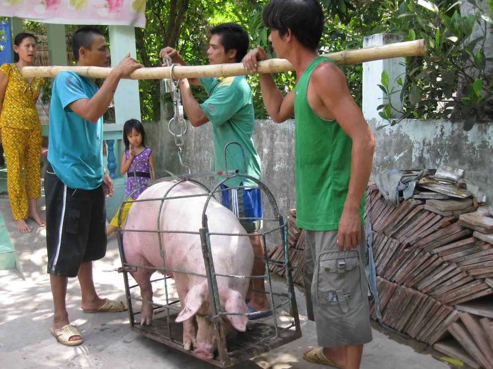 ĐBSCL: Heo tiêu thụ chậm, người nuôi lỗ 3.000- 6.000 đồng/kg ảnh 1 ĐBSCL: Heo tiêu thụ chậm, người nuôi lỗ 3.000- 6.000 đồng/kg ảnh 1