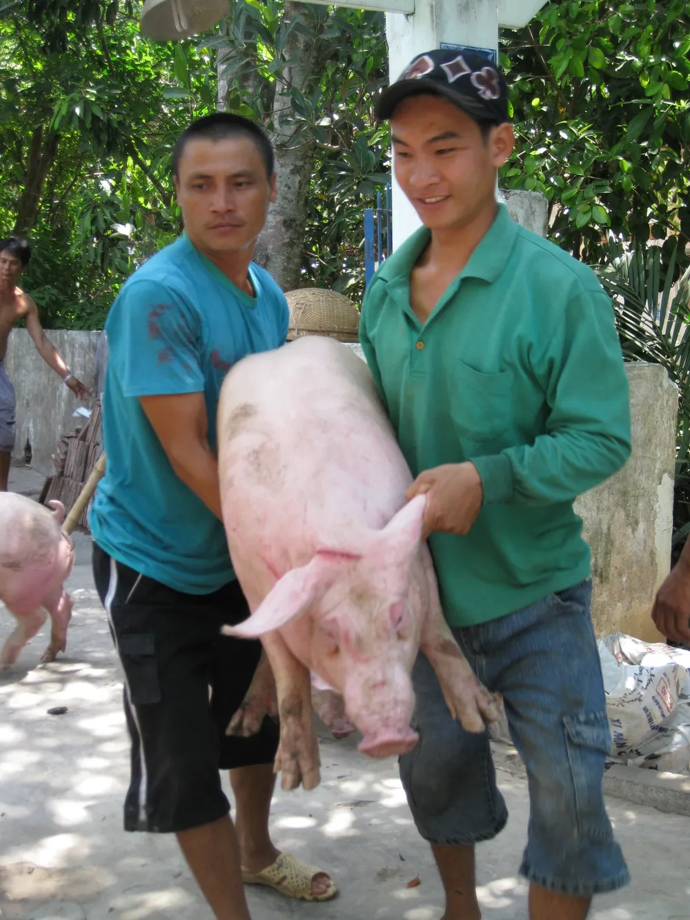 ĐBSCL: Heo tiêu thụ chậm, người nuôi lỗ 3.000- 6.000 đồng/kg ảnh 2 ĐBSCL: Heo tiêu thụ chậm, người nuôi lỗ 3.000- 6.000 đồng/kg ảnh 2