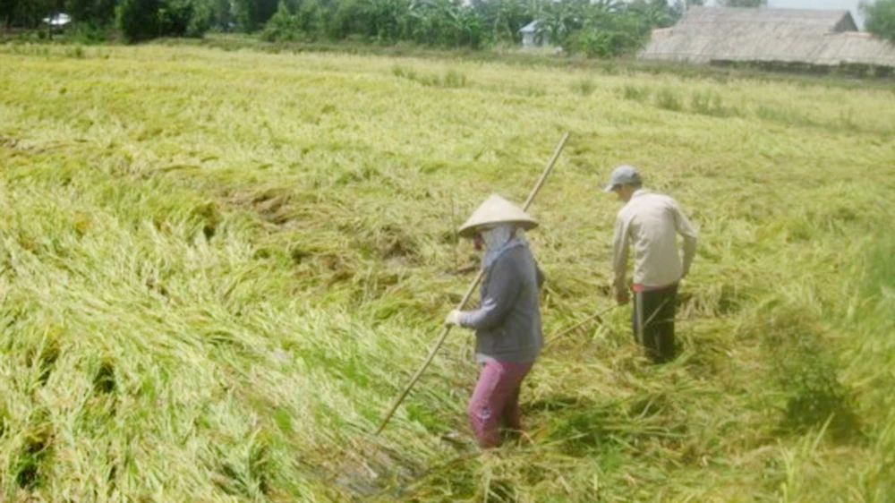 Mưa làm nhiều diện tích lúa hè thu ở ĐBSCL bị đổ ngã