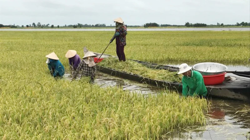 Người dân Long An thu hoạch lúa chạy lũ