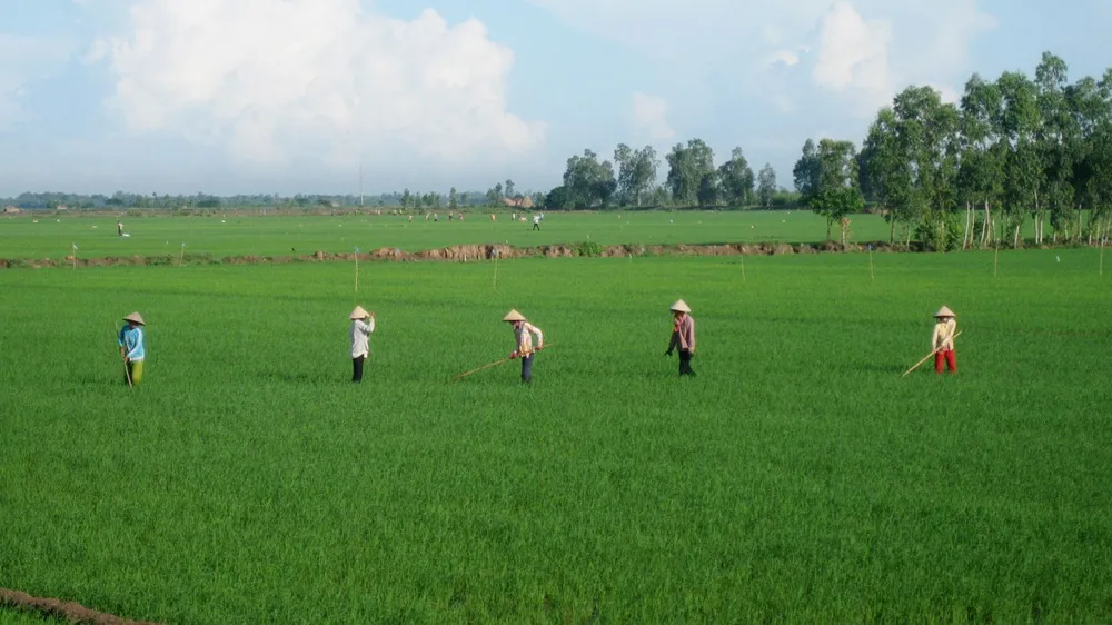 Nông dân TP Cần Thơ chăm sóc lúa thu đông