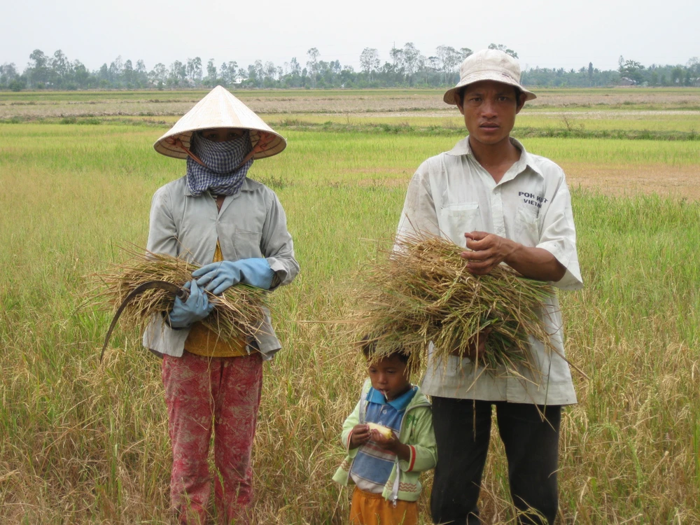 Nhiều diện tích đất lúa kém hiệu quả, bị ảnh hưởng bởi hạn mặn, thiếu nước... sẽ tiếp tục được chuyển đổi sang các loại cây khác cho hiệu quả cao hơn 