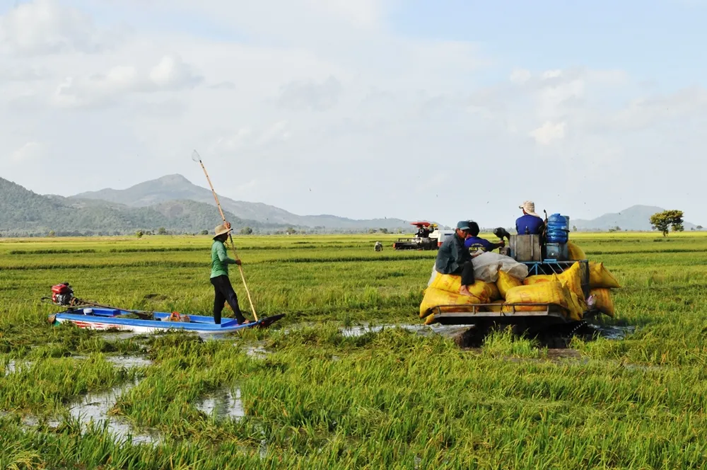 Lũ làm vỡ bờ bao, hàng trăm ha lúa ở biên giới An Giang bị thiệt hại ảnh 1