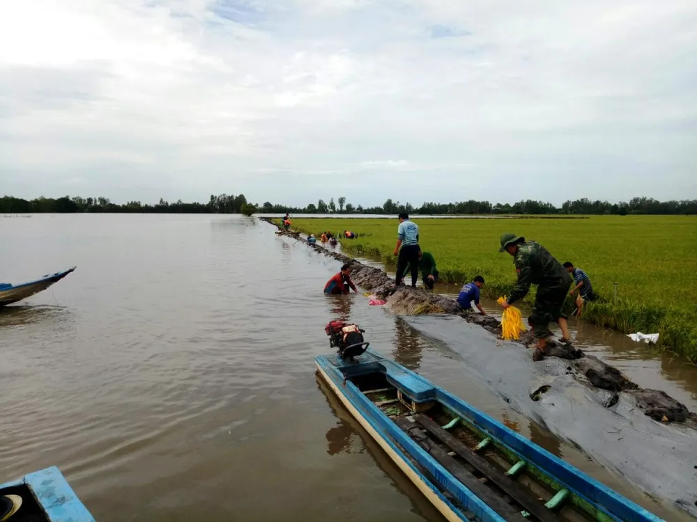 ĐBSCL khẩn cấp gặt lúa chạy lũ ở vùng biên giới  ảnh 2