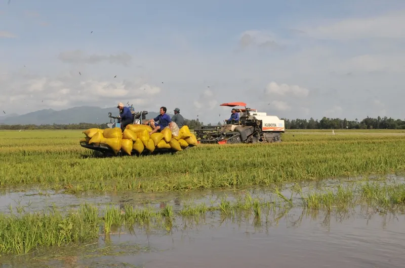 ĐBSCL khẩn cấp gặt lúa chạy lũ ở vùng biên giới  ảnh 12