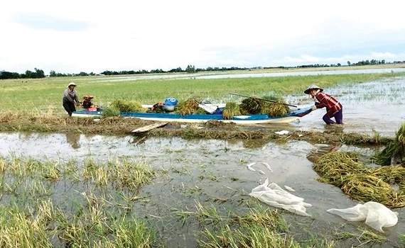 Nông dân vùng đầu nguồn An Phú (tỉnh An Giang) thu hoạch lúa chạy lũ