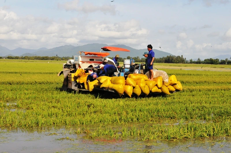 Lũ năm 2018 làm mất trắng khoảng 2.000ha lúa của nông dân ĐBSC