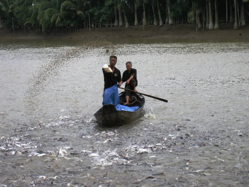 Năm 2019: Xuất khẩu cá tra nỗ lực đạt 2,4 tỷ USD ảnh 2 Năm 2019: Xuất khẩu cá tra nỗ lực đạt 2,4 tỷ USD ảnh 2