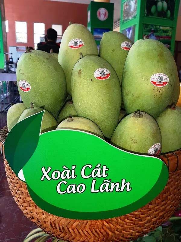Đồng Tháp: Lần đầu tiên xuất khẩu xoài sang Hoa Kỳ ảnh 2