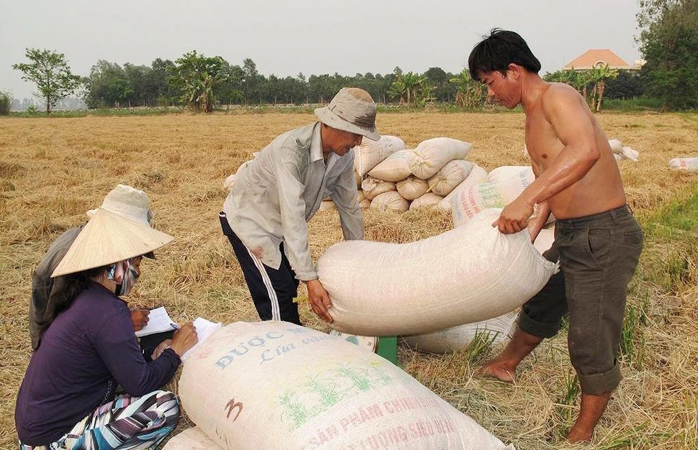 Thương lái ở ĐBSCL thu mua lúa tươi loại thường khoảng 4.300 đồng/kg, giá này không cao. Ảnh: NGUYỄN THANH