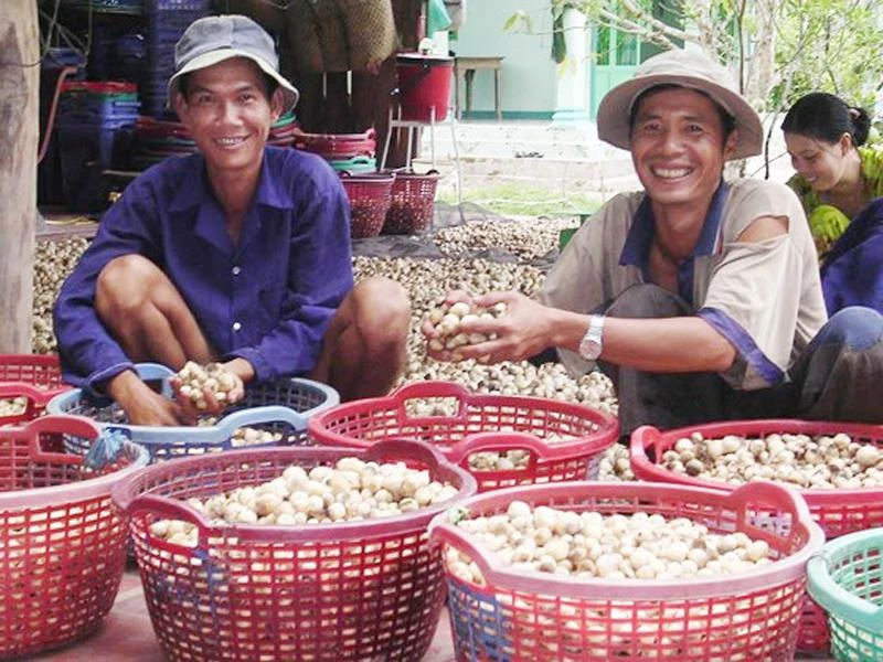 Trồng nấm rơm là thế mạnh ở vùng ĐBSCL 