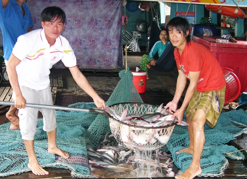 ĐBSCL: Giá cá tra giảm, người nuôi lỗ nặng ảnh 2 ĐBSCL: Giá cá tra giảm, người nuôi lỗ nặng ảnh 2