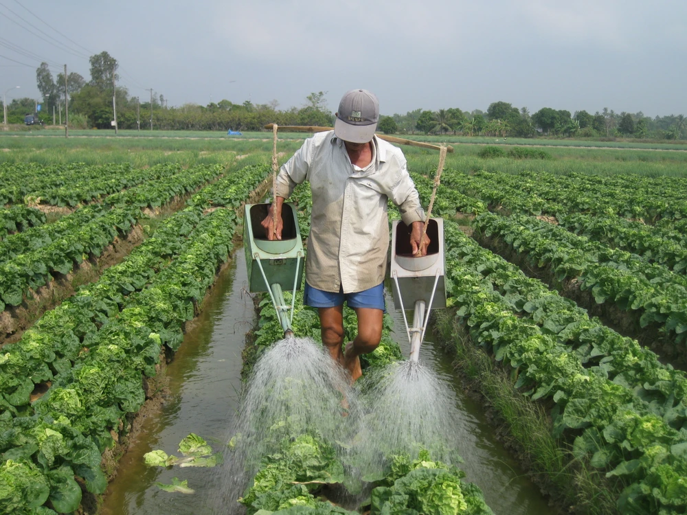 Chuyển đổi cây trồng trên đất lúa mang lại hiệu quả kinh tế cao 