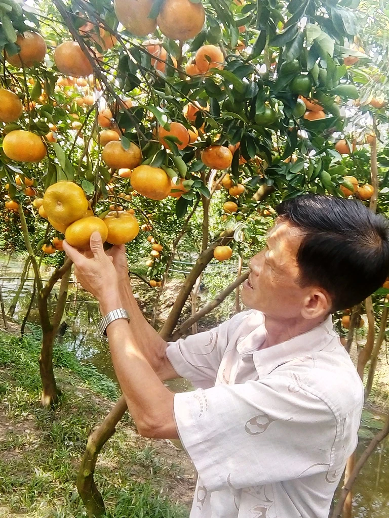 Quýt hồng cung ứng Tết Canh Tý còn không tới 4.000 tấn ảnh 1 Quýt hồng cung ứng Tết Canh Tý còn không tới 4.000 tấn ảnh 1