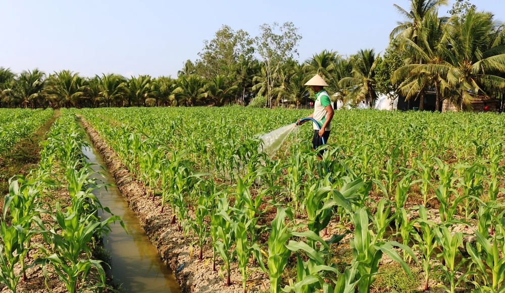 Tìm giải pháp phát triển bền vững cộng đồng Khmer Nam bộ ảnh 3 Tìm giải pháp phát triển bền vững cộng đồng Khmer Nam bộ ảnh 3