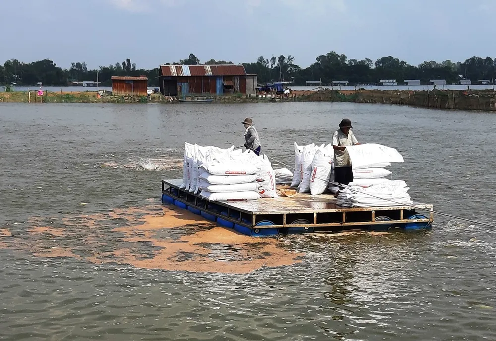 Giá cá tra thấp, nhiều hộ nuôi cá ở ĐBSCL lỗ nặng ảnh 1 Giá cá tra thấp, nhiều hộ nuôi cá ở ĐBSCL lỗ nặng ảnh 1