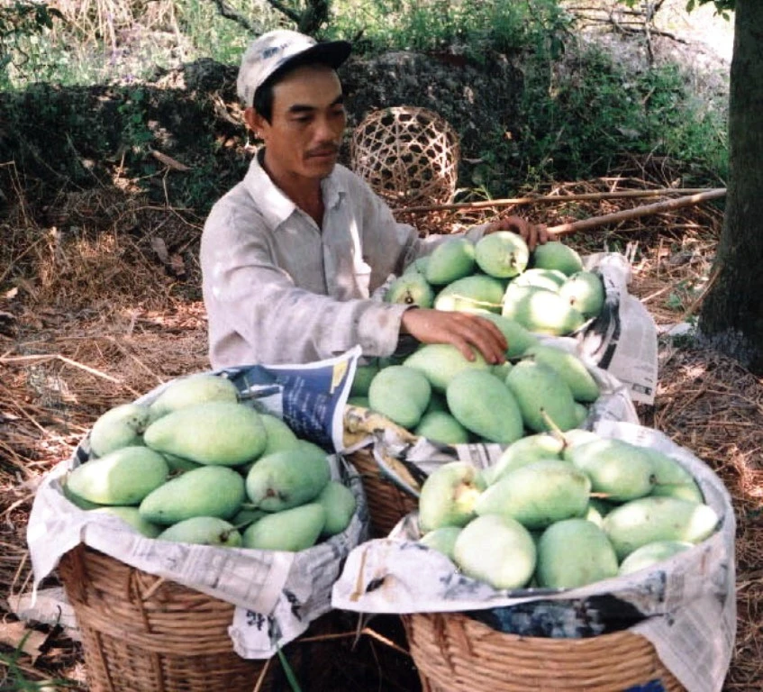 Hơn 11.180ha cây ăn trái ở ĐBSCL mất trắng do hạn mặn ảnh 3 Hơn 11.180ha cây ăn trái ở ĐBSCL mất trắng do hạn mặn ảnh 3