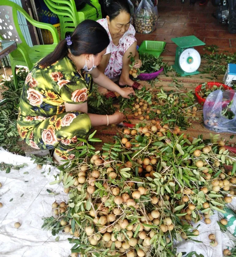 Đã tiêu thụ hàng trăm tấn nhãn cho nông dân ở An Giang ảnh 1 Đã tiêu thụ hàng trăm tấn nhãn cho nông dân ở An Giang ảnh 1