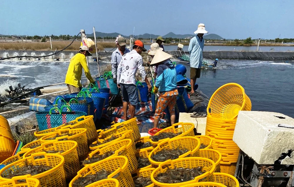 Kiên Giang sản xuất nông nghiệp đạt 84 triệu đồng/ha/năm ảnh 1 Kiên Giang sản xuất nông nghiệp đạt 84 triệu đồng/ha/năm ảnh 1