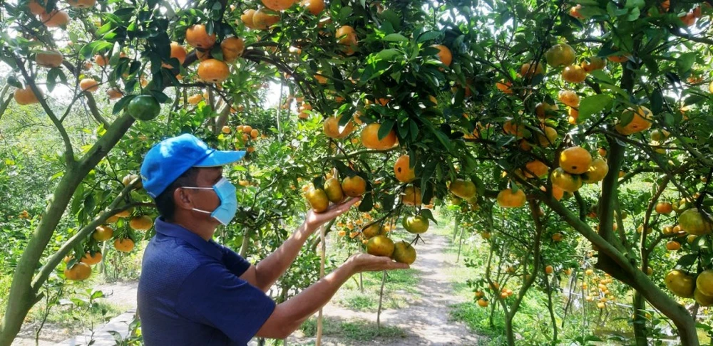 Toàn huyện Lai Vung có khoảng 120ha quýt hồng đang cho trái, với sản lượng khoảng 2.500 tấn, phục vụ thị trường tết 2022