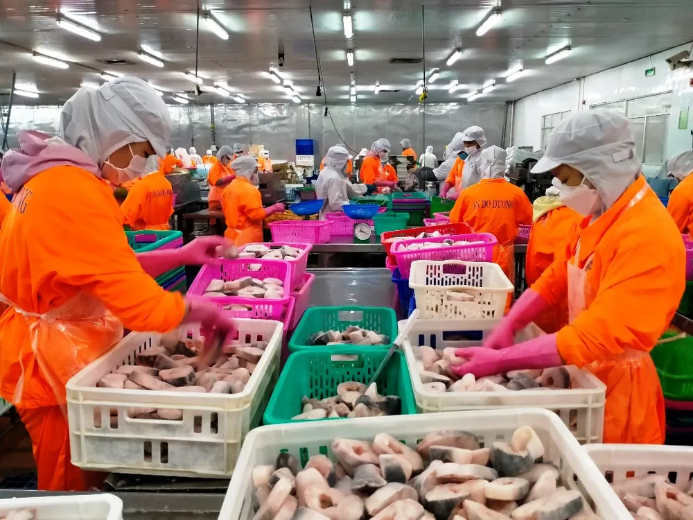 Xuất khẩu cá tra đạt hơn 1,62 tỷ USD trong năm 2021 ảnh 2 Xuất khẩu cá tra đạt hơn 1,62 tỷ USD trong năm 2021 ảnh 2