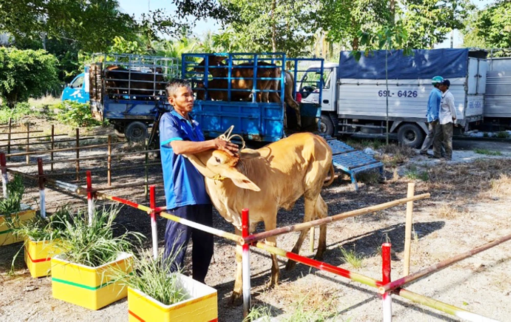 Bò giống được hỗ trợ chở tới tận nhà cho các hộ dân. Ảnh: CTV