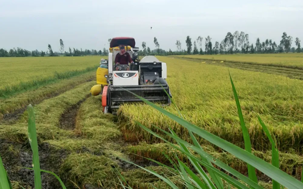 Nông dân huyện Tri Tôn (An Giang) thu hoạch lúa. Ảnh: QUỐC BÌNH Nông dân huyện Tri Tôn (An Giang) thu hoạch lúa. Ảnh: QUỐC BÌNH