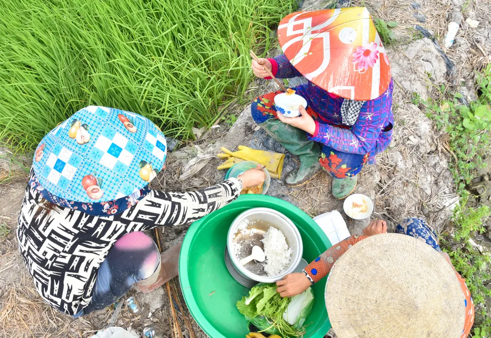 Những người nhổ kiệu thuê thường mang theo cơm ra đồng ăn để đỡ mất thời gian và tiết kiệm tiền. Ảnh: QUỐC BÌNH.