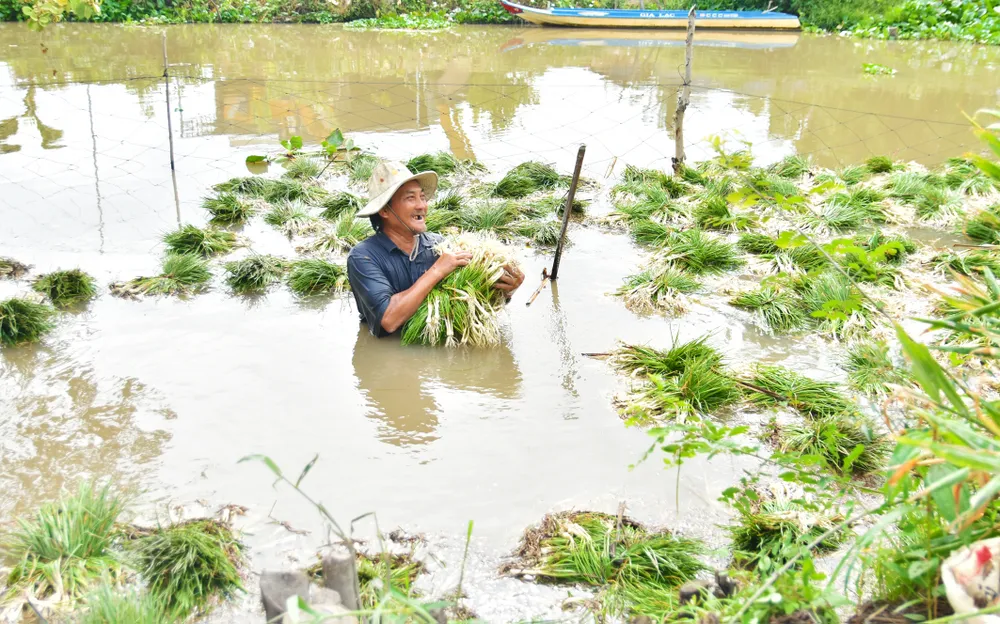Mùa kiệu không chỉ đem lại thu nhập cho chủ ruộng, mà còn tạo việc làm giúp nông dân nghèo nhổ kiệu thuê có thêm tiền sắm Tết cho gia đình. Ảnh: QUỐC BÌNH.
