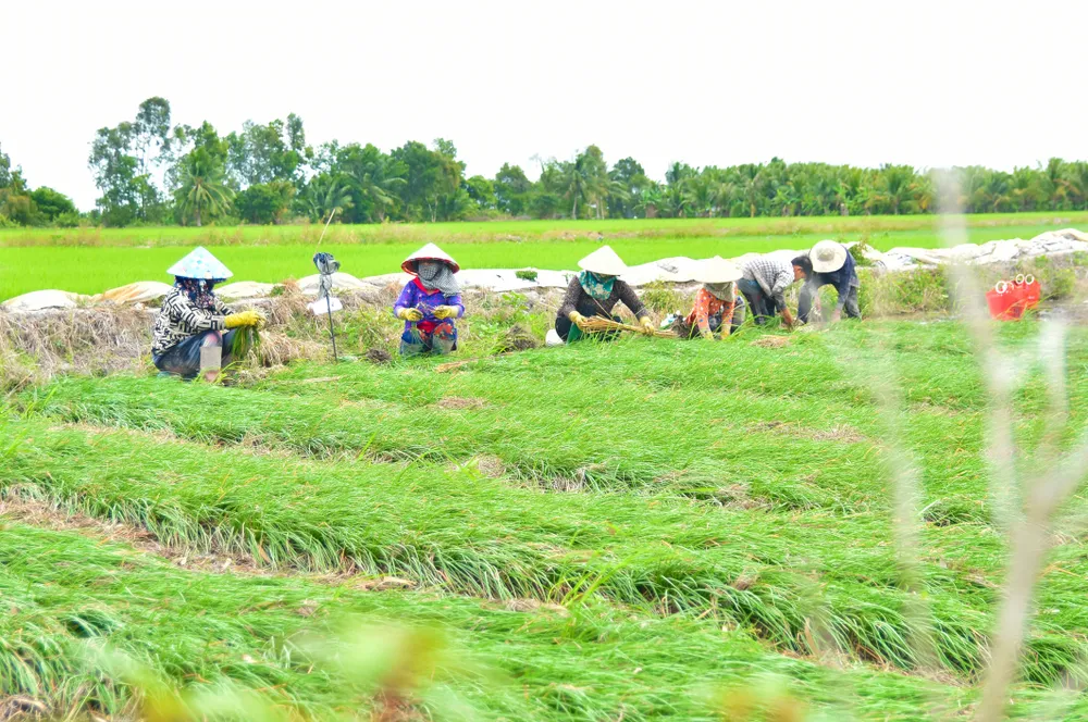 Toàn xã Mỹ Thuận, huyện Hòn Đất (tỉnh Kiên Giang) có khoảng 12ha đất trồng củ kiệu cho mùa Tết. Ảnh: QUỐC BÌNH.