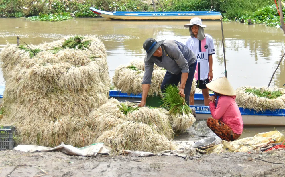 Thương lái đặt cọc và chạy vỏ lãi vào tận ruộng thu mua ngay khi kiệu vừa thu hoạch xong. Ảnh: QUỐC BÌNH.