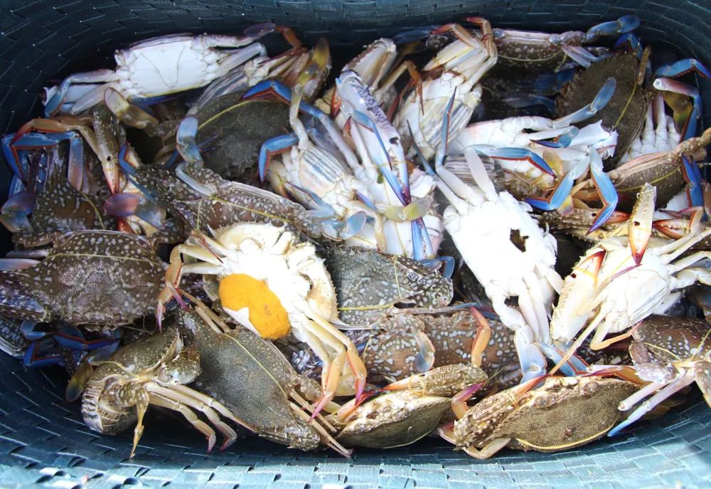 Ghẹ tươi sống chế biến ngay tại đảo Phú Quốc là món đặc sản hấp dẫn với du khách. Ảnh: QUỐC BÌNH