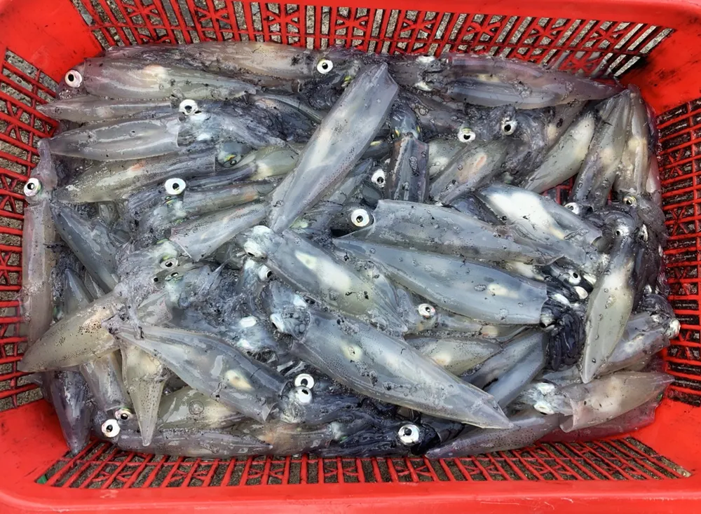 Mực tươi sống được dân đảo Phú Quốc gọi là “mực chớp”, bởi khi đưa lên bờ mắt mực vẫn còn có vẻ như đang “chớp”. Ảnh: QUỐC BÌNH