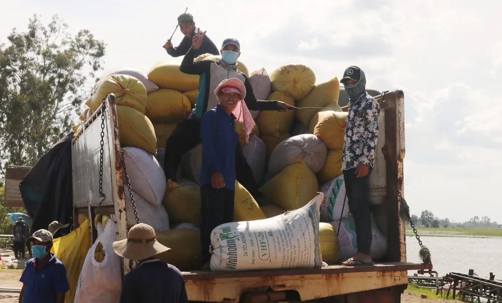Nông dân huyện biên giới Giang Thành (tỉnh Kiên Giang) thu hoạch lúa. Ảnh: QUỐC BÌNH Nông dân huyện biên giới Giang Thành (tỉnh Kiên Giang) thu hoạch lúa. Ảnh: QUỐC BÌNH