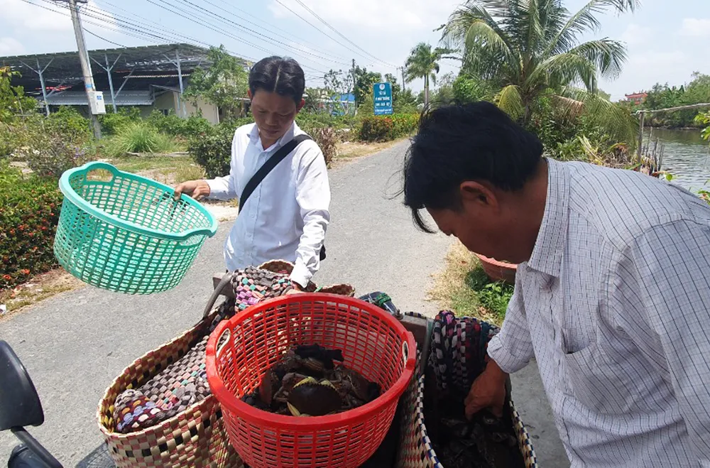 Thương lái thu mua cua tận từng hộ nuôi cua tại huyện Vĩnh Thuận (tỉnh Kiên Giang). Ảnh: QUỐC BÌNH.
