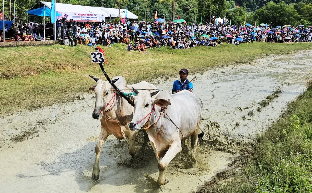 Đôi bò số 33 chạy thử đường đua. Ảnh: QUỐC BÌNH Đôi bò số 33 chạy thử đường đua. Ảnh: QUỐC BÌNH