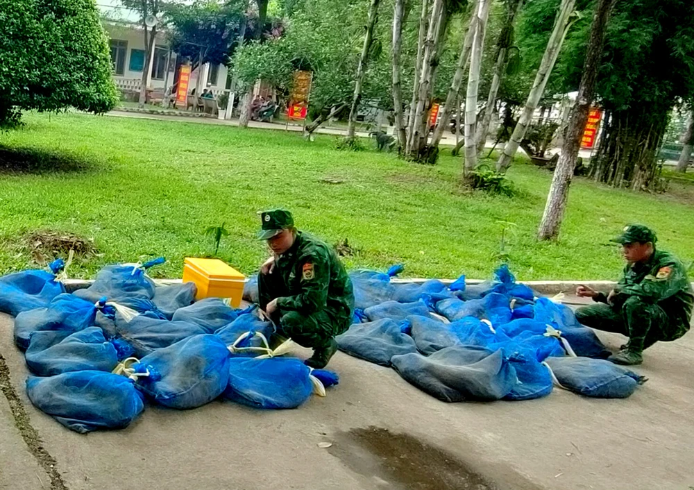 94 cá thể động vật kỳ đà và rùa được phát hiện trước khi chuyển qua biên giới Campuchia. Ảnh: CHIẾN KHU