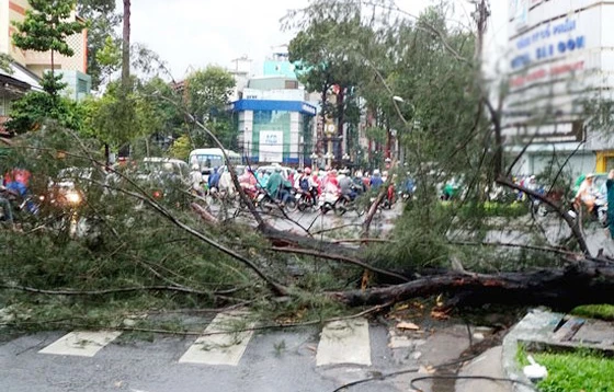 Xử lý cây xanh đảm bảo an toàn cho người tham gia giao thông 