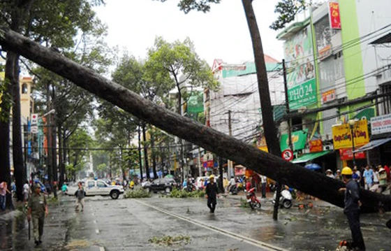 Kiểm tra xử lý cây xanh hạn chế gãy đổ trong mùa mưa bão