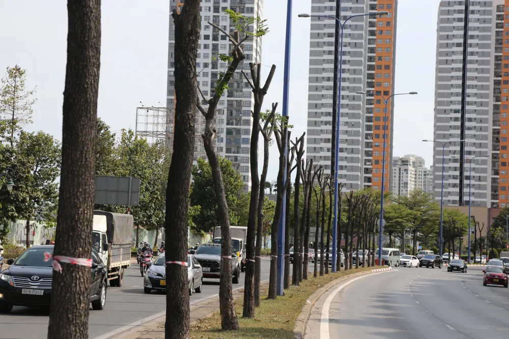 Cắt tỉa cành đảm bảo an toàn hệ thống cây xanh. Ảnh: QUỐC HÙNG