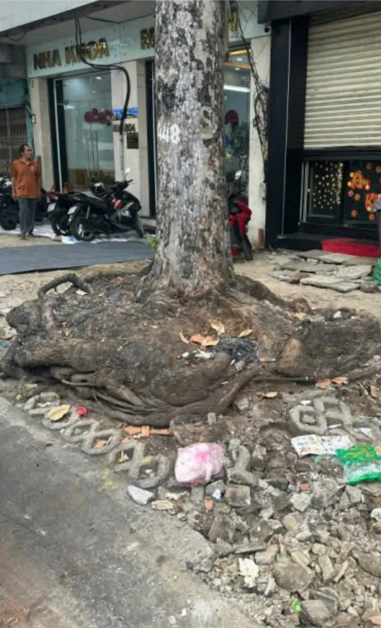 Thi công vỉa hè làm gốc cây trồi lên, nguy cơ ngã đổ rất cao. Ảnh: QUỐC HÙNG 5b.jpg
