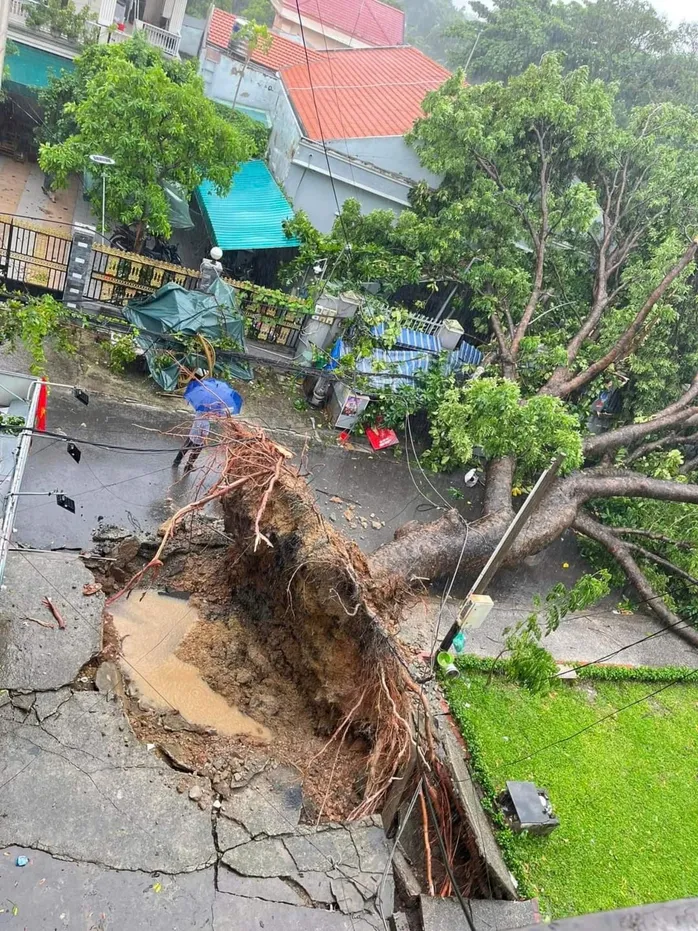 Et tre falt i kraftig regn. Foto: QUOC HUNG 12 Cnga.jpg