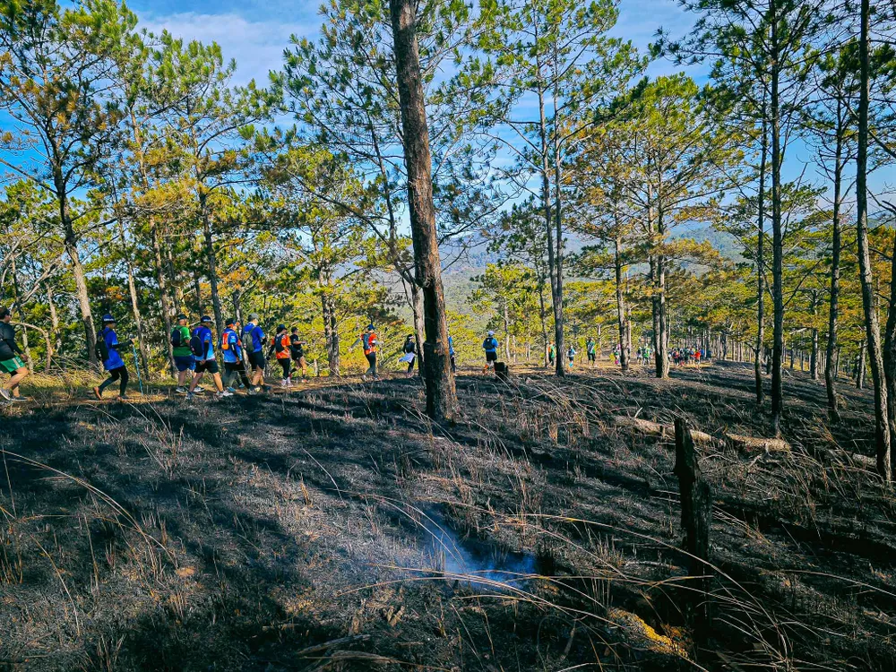 Đi qua một đồi thông vừa bị cháy, khói vẫn còn bốc lên Đi qua một đồi thông vừa bị cháy, khói vẫn còn bốc lên