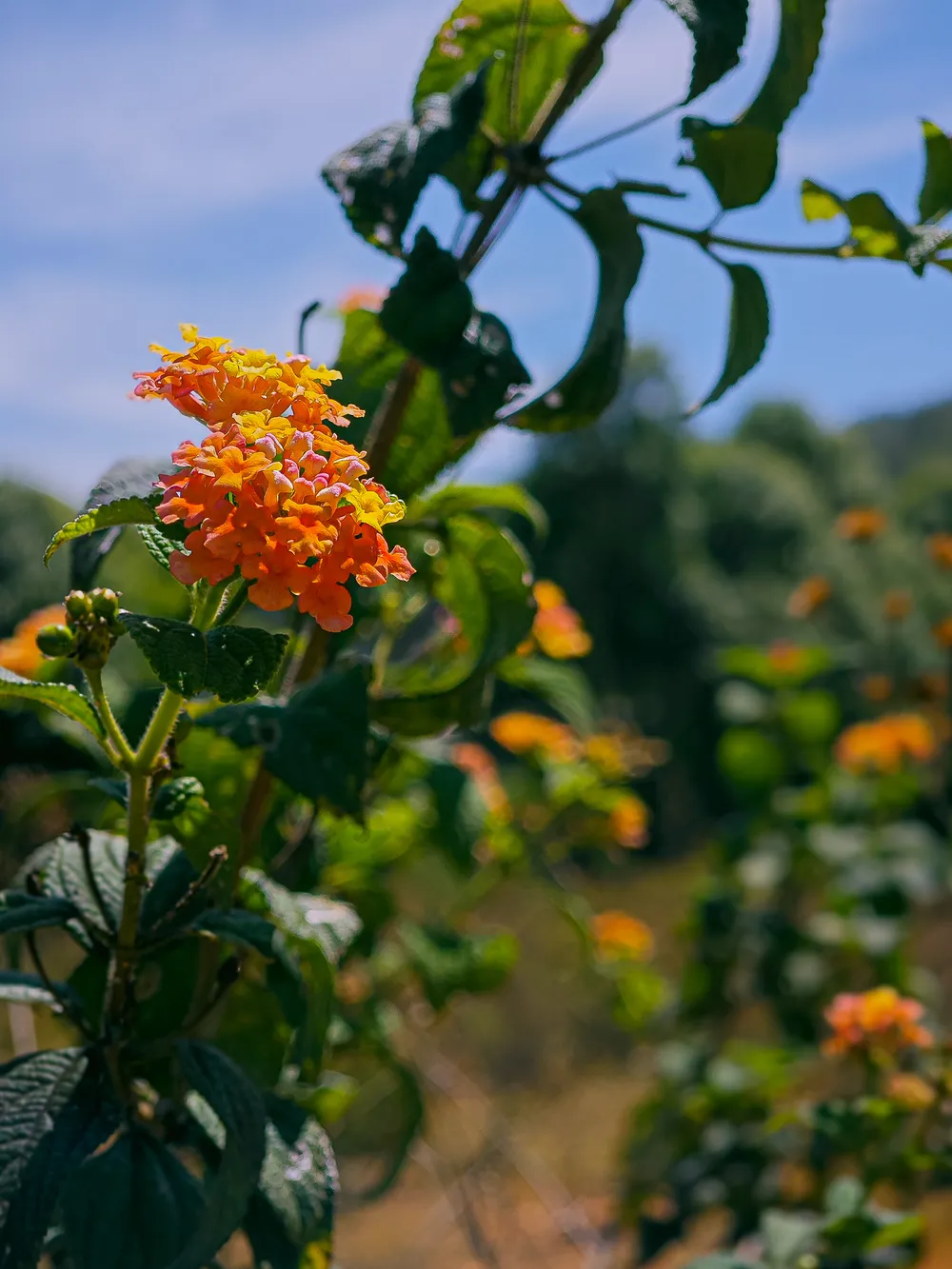 Hoa dại ven đường Hoa dại ven đường